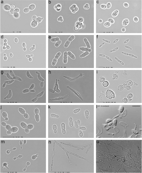 The Yeasts